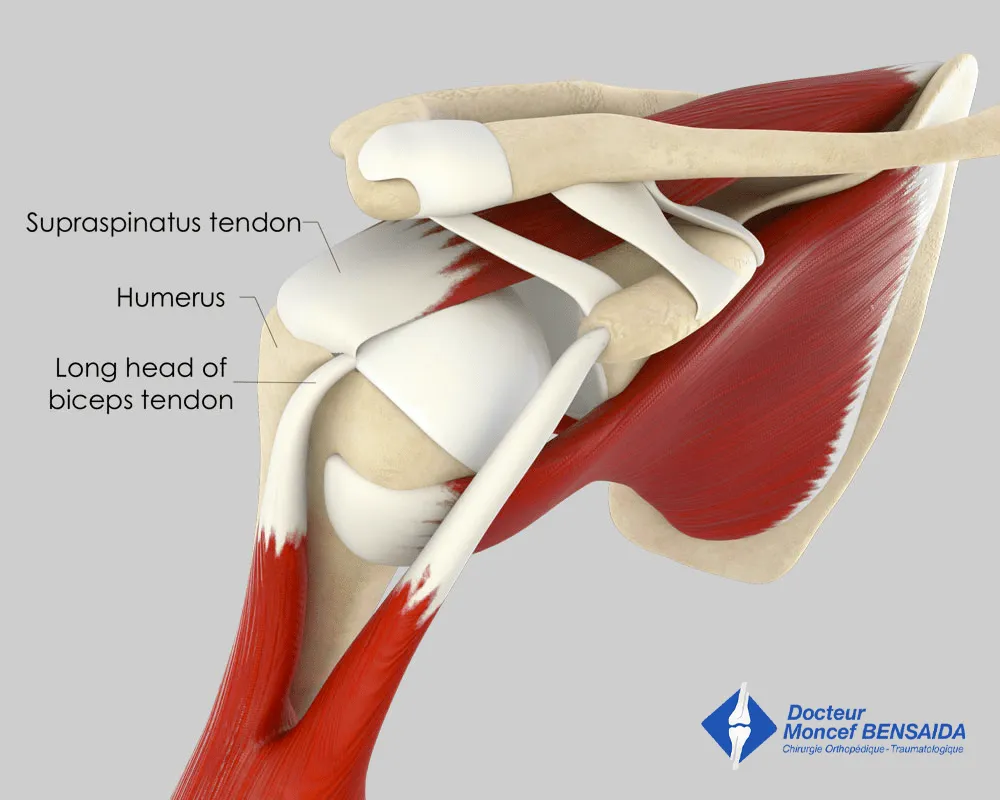 Normal shoulder (side view)
