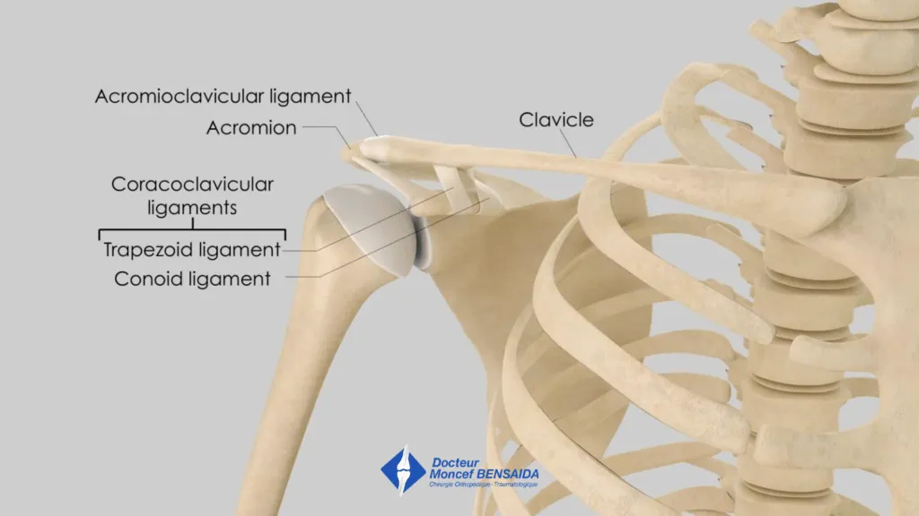 Anatomy of the acromioclavicular joint