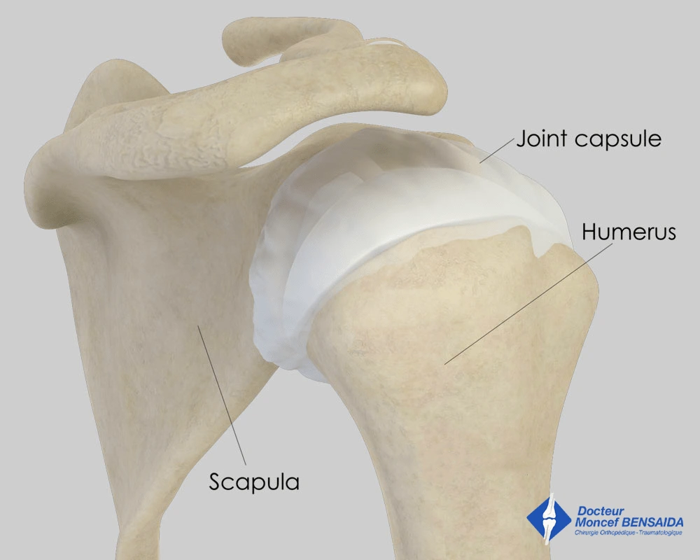 Normal shoulder (posterior view)