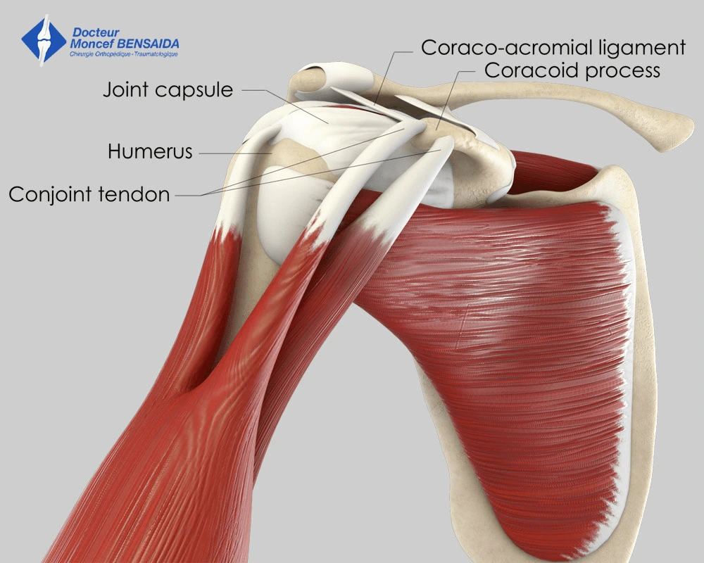 Normal shoulder (anterior view)